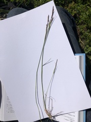 Agrostis vinealis