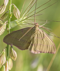 Rhodostrophia calabra