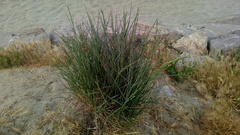 Elymus farctus