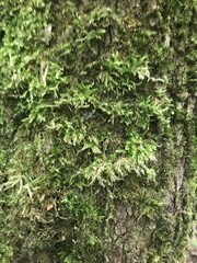 Brachythecium rutabulum