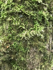 Brachythecium rutabulum