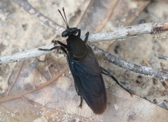 Mydas clavatus