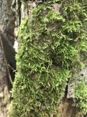 Brachythecium rutabulum