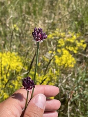 Allium