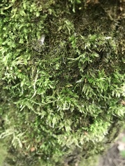 Brachythecium rutabulum