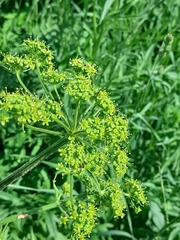 Heracleum sphondylium sibiricum