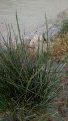 Elymus farctus