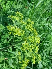 Heracleum sphondylium sibiricum