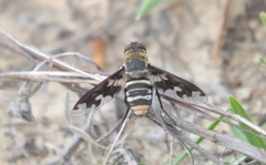 Image of Exoprosopa fascipennis
