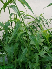 Clinacanthus nutans