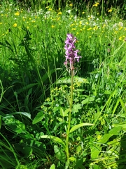 Dactylorhiza incarnata