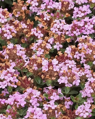 Thymus mongolicus
