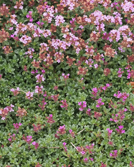 Thymus mongolicus