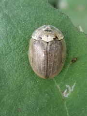 Physonota alutacea