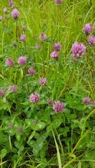 Trifolium pratense