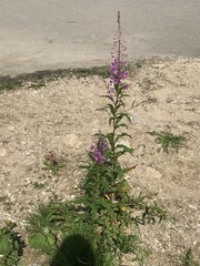 Chamaenerion angustifolium