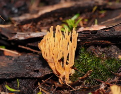 Phaeoclavulina flaccida