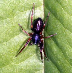 Battalus