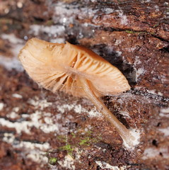 Entoloma readiae