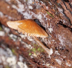 Entoloma readiae
