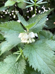 Lamium album