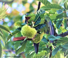 Enicognathus leptorhynchus