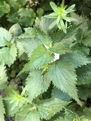 Lamium album