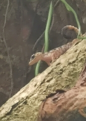 Cnemaspis peninsularis