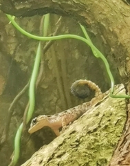 Cnemaspis peninsularis