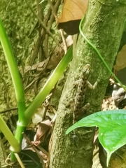 Cnemaspis peninsularis