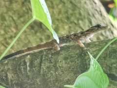 Cnemaspis peninsularis