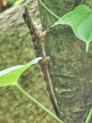 Cnemaspis peninsularis
