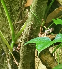 Cnemaspis peninsularis