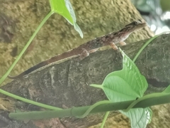 Cnemaspis peninsularis
