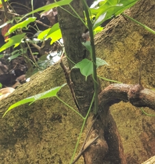 Cnemaspis peninsularis