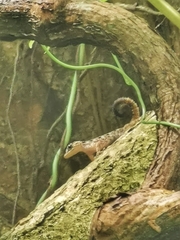 Cnemaspis peninsularis