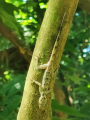 Cnemaspis peninsularis