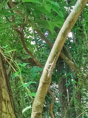 Cnemaspis peninsularis