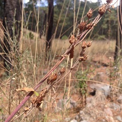 Penstemon isophyllus