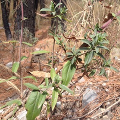 Penstemon isophyllus