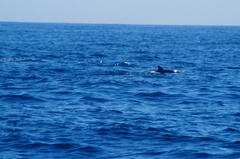 Delphinus delphis