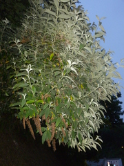 Buddleja davidii