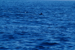 Delphinus delphis