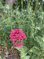 Centranthus ruber
