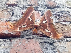 Attacus taprobanis
