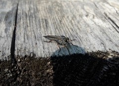 Neomochtherus geniculatus