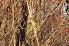 Malurus cyaneus cyaneus