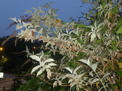 Buddleja davidii