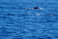Delphinus delphis