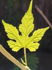 Ampelopsis glandulosa